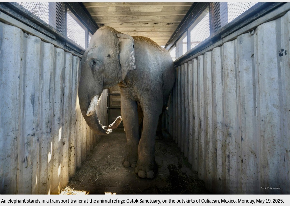 Staff say the elephants are particularly terrified of the gunshots and helicopters overhead.
2/