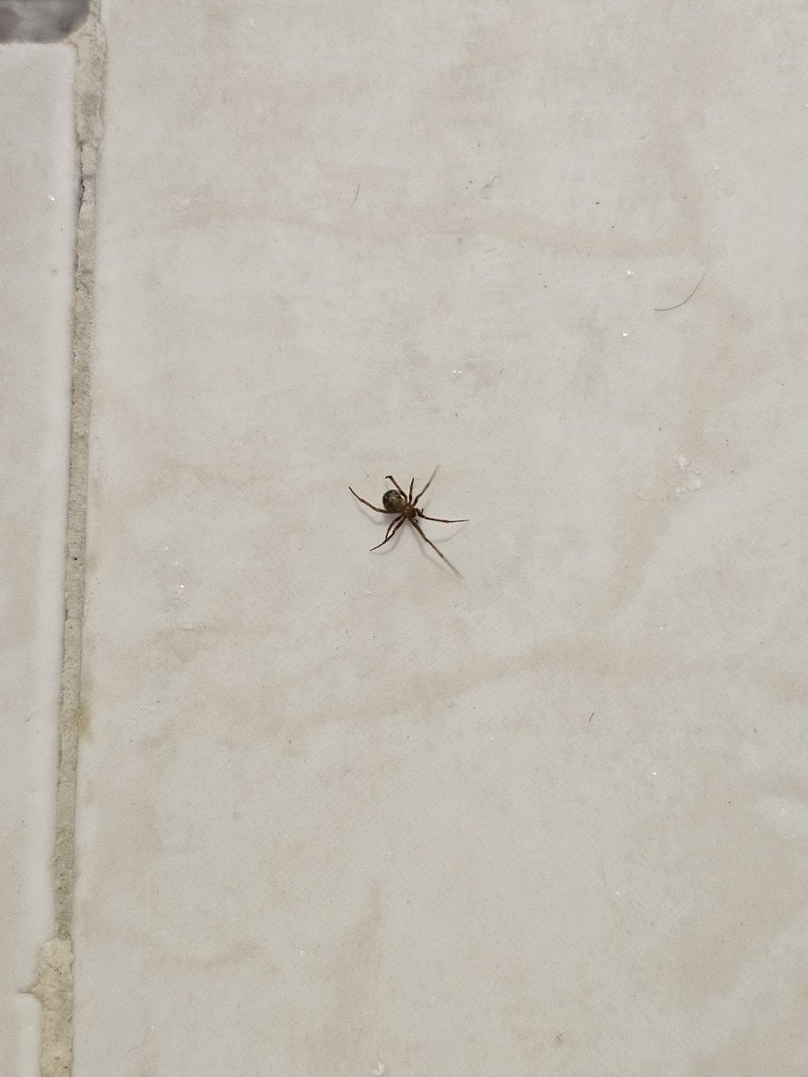 milton50c's tweet photo. @Arachno_Cosas https://t.co/s4HkKSTZmG