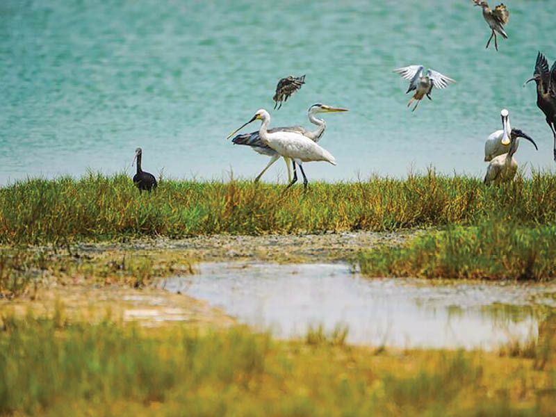 muscat_daily's tweet image. Over 2,000 migratory birds recorded in Musandam this year 
Over 2,000 #migratorybirds were recorded in #Musandam in early 2025, highlighting its role on global #flyways. Diverse #habitats make #Oman a key #stopover for #species like #lapwings &amp;amp; #BeeEaters.
buff.ly/72p5CDG
