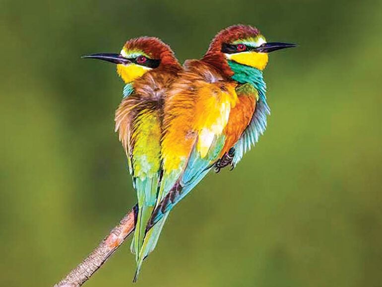 muscat_daily's tweet image. Over 2,000 migratory birds recorded in Musandam this year 
Over 2,000 #migratorybirds were recorded in #Musandam in early 2025, highlighting its role on global #flyways. Diverse #habitats make #Oman a key #stopover for #species like #lapwings &amp;amp; #BeeEaters.
buff.ly/72p5CDG