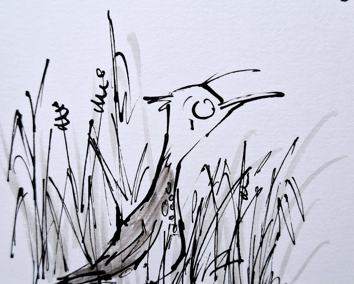 sketchbook corner: among the reeds