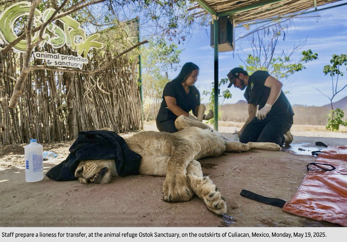 For years, rescued narco exotic pets &amp; circus animals have lived at the Ostok sanctuary, but worsening cartel fighting has frequently blocked staff from reaching the sanctuary, so animals are forced to go for days without food. 
It has taken months to plan their escape.
3/