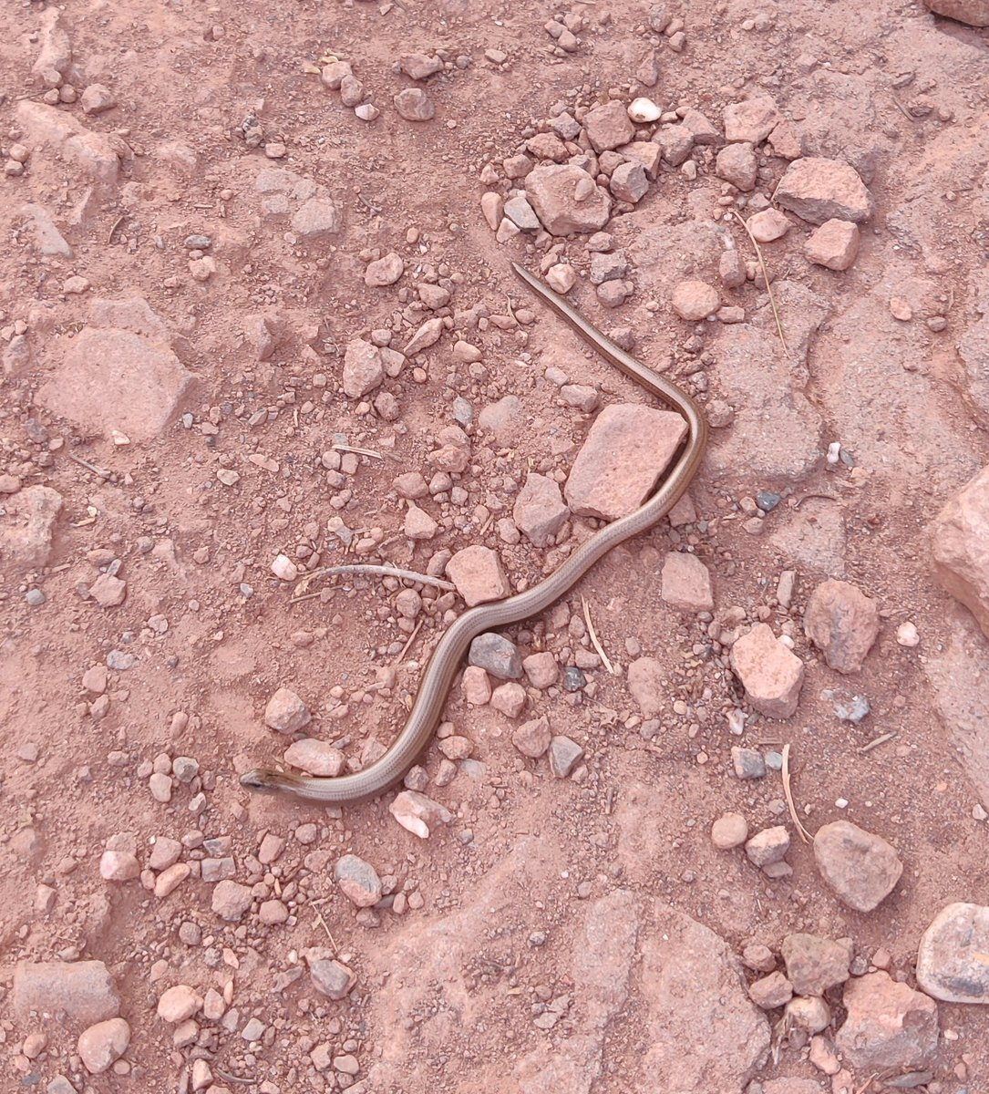 IDavid1988's tweet image. Ahir vaig creuar-me amb aquesta coseta per la zona del #collbaix...