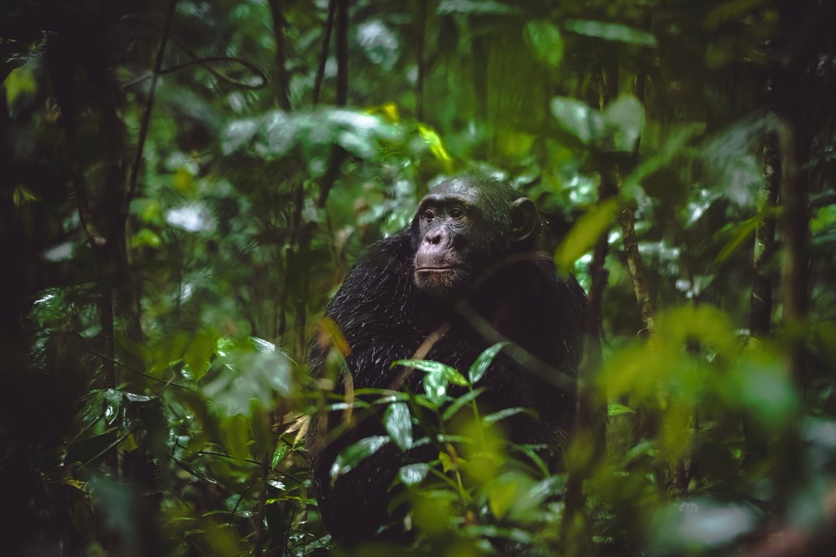 bownaankamal's tweet photo. Primates of Uganda | Photos by @bownaankamal
1) Chimpanzee | Kibale
2) Mr. Mucunguzi | Bwindi
3) Red-tailed Monkey | Bigodi
.
.
#ugandawildlife #wildlifeofuganda #bownaankamal #planetearth #uganda #animalworld #natgeoyourlens #natgeoindia #bbcwild #natgeoafrica https://t.co/1qSmcH6aOc
