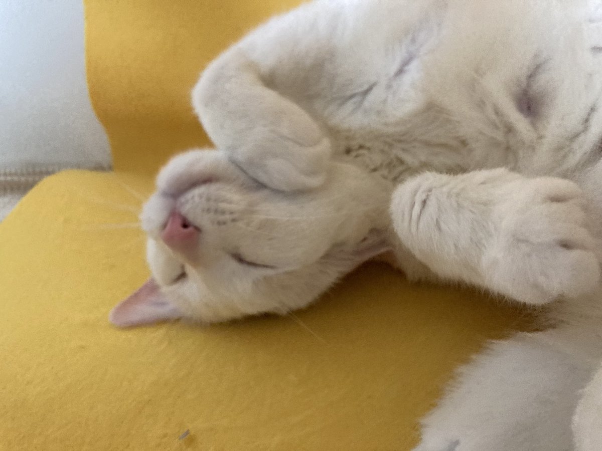 summer_cat030's tweet photo. 골골중 https://t.co/8GTHKgWXh3