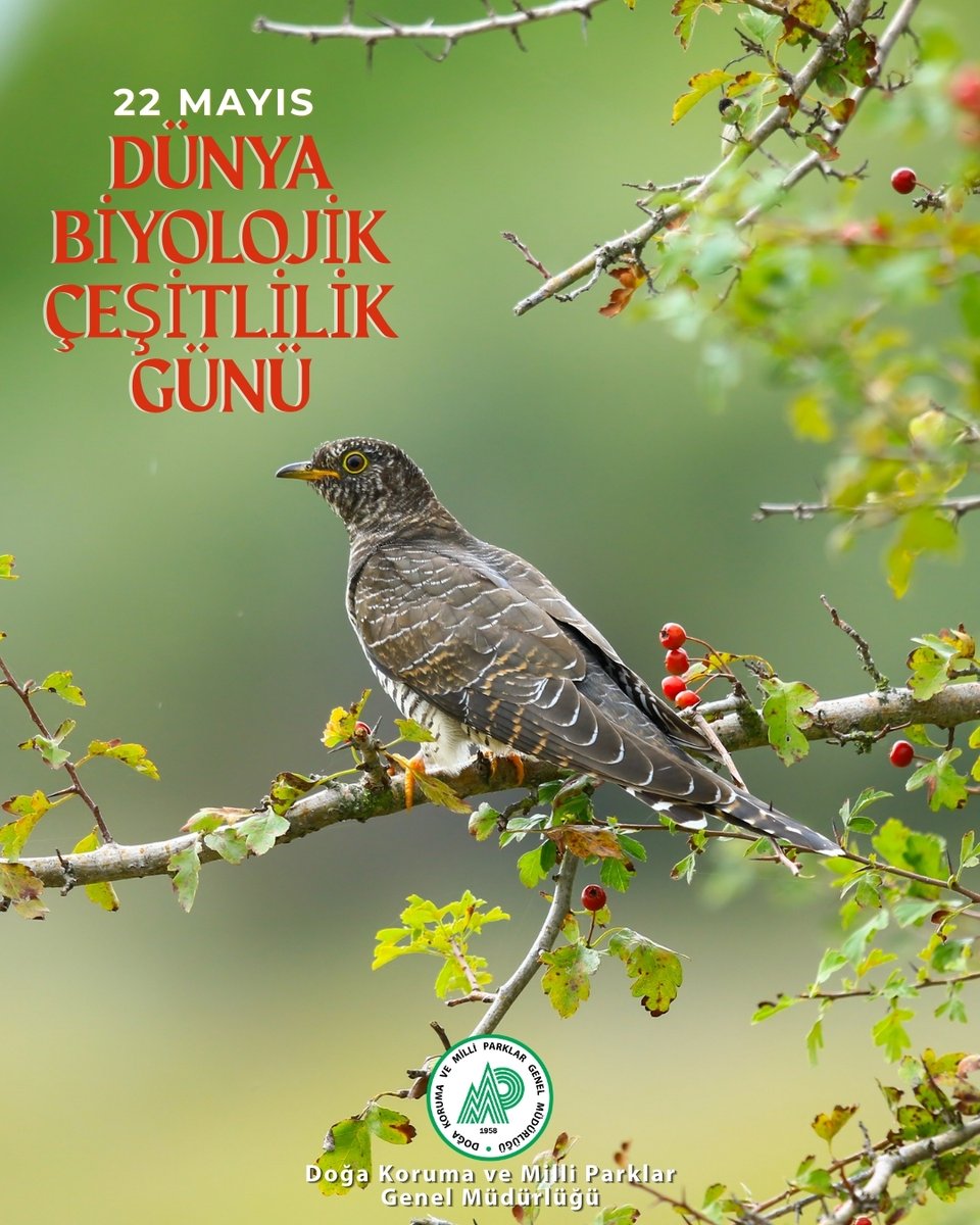 🌱 Doğa ile uyum, sürdürülebilir kalkınmanın temelidir. Biyolojik çeşitliliğimizi korumak, geleceğimizi korumaktır. 🌼🦋

🌍 Dünya Biyolojik Çeşitlilik Günü kutlu olsun!💚
