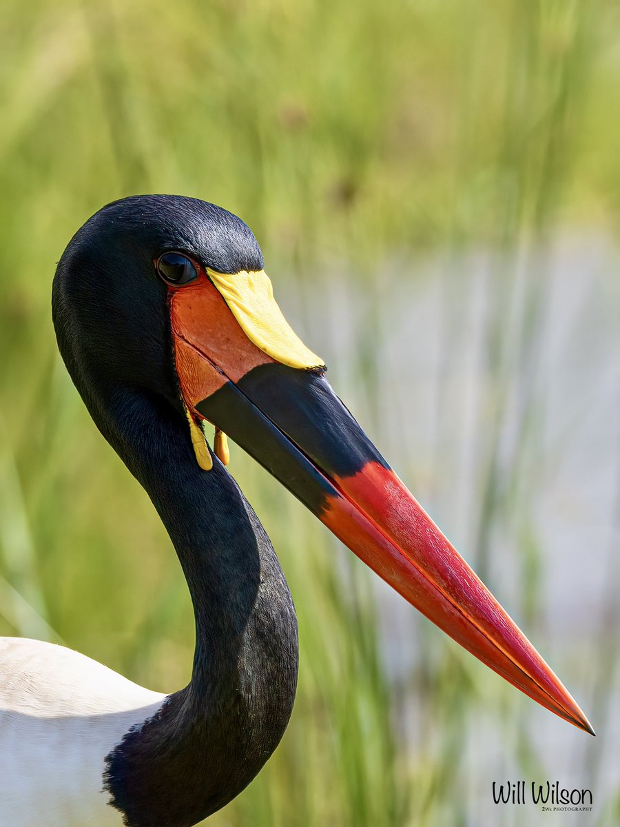 Will Wilson (@2wsphotography) on Twitter photo Female (left) and male Saddle-billed Storks. Note the female’s yellow iris and the male’s small yellow wattles.
📍<a href="/AkageraPark/">Akagera National Park</a> in #Rwanda #Birds Female (left) and male Saddle-billed Storks. Note the female’s yellow iris and the male’s small yellow wattles.
📍<a href="/AkageraPark/">Akagera National Park</a> in #Rwanda #Birds