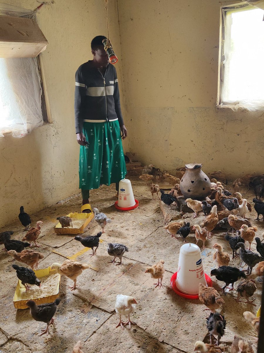 UGAMAN (@ugaman01) on Twitter photo This is <a href="/ElevateHerUg/">Elevate her ug</a> reaching out to the rural women of Mitooma in Western Uganda to empower them through several projects, one of which is the "backyard Poultry farming project." These and many more initiatives is the vision of Loice Natukunda, the ED for a better Uganda. This is <a href="/ElevateHerUg/">Elevate her ug</a> reaching out to the rural women of Mitooma in Western Uganda to empower them through several projects, one of which is the "backyard Poultry farming project." These and many more initiatives is the vision of Loice Natukunda, the ED for a better Uganda.
