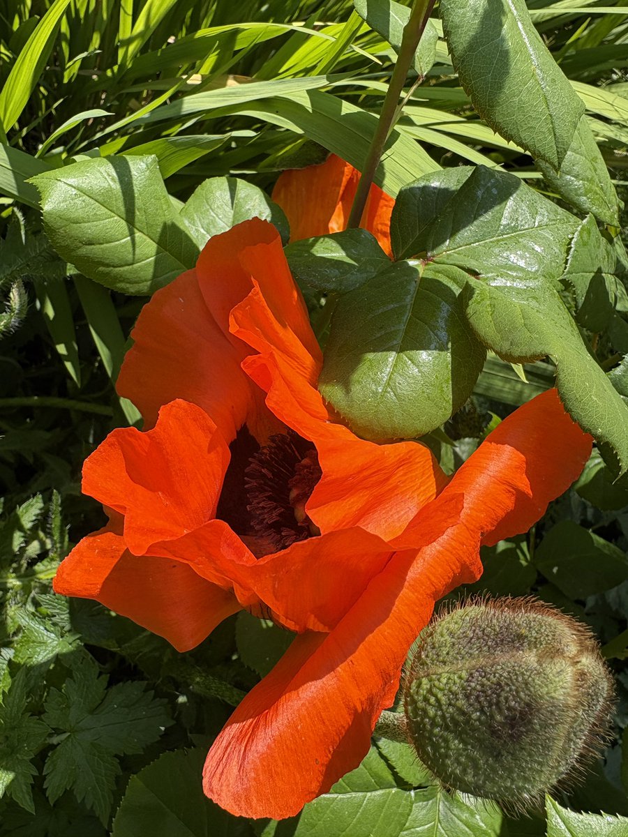 Poppies are go! 💥

#Flowers #Gardening #FlowerHunting