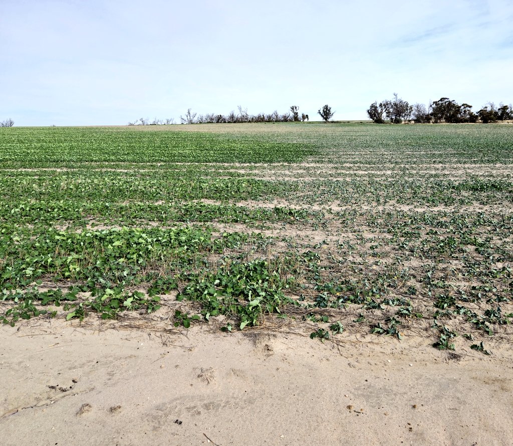 Where sodic clay meets non sodic clay. Canola tells me everything I need to know where gypsum is required.
All canola is desperately needing some rain now.