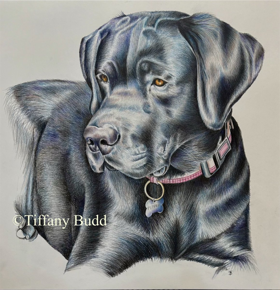Tiffany Budd Artist (@tiffanyjbudd) on Twitter photo Happy to be able to share one of my latest pet portrait commissions. This is the very gorgeous black lab, Pepper!!
Completed in <a href="/derwentart/">Derwent Art</a> Lightfast pencils on paper. 40cm x 40cm
#petportraits #tiffanybudd #mhhsbd #earlybiz
Get in touch if you would like your pet drawn! Happy to be able to share one of my latest pet portrait commissions. This is the very gorgeous black lab, Pepper!!
Completed in <a href="/derwentart/">Derwent Art</a> Lightfast pencils on paper. 40cm x 40cm
#petportraits #tiffanybudd #mhhsbd #earlybiz
Get in touch if you would like your pet drawn!