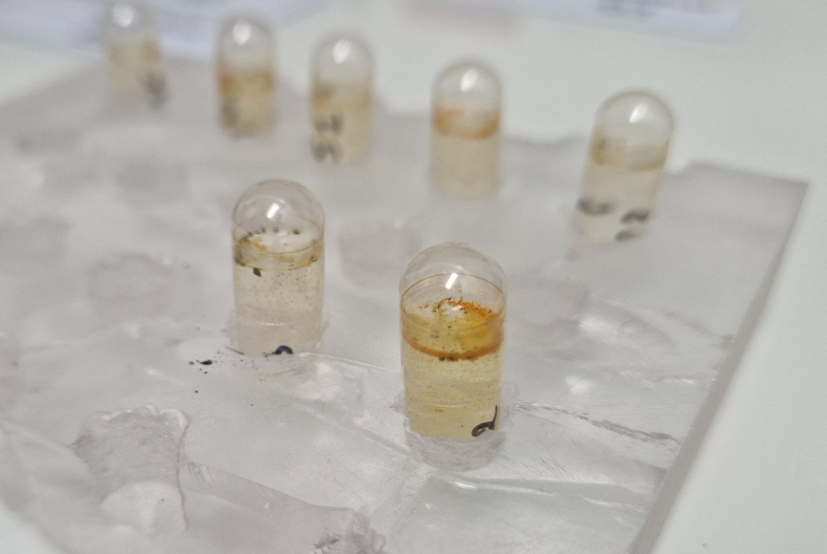 wheatpath's tweet photo. Scraping off aecia, collecting aeciospores by aspiration, storing them in capsules, and inoculating seedlings by spraying: An alternative to the classical method? 🤞 Response in a few days... https://t.co/DbaKdHL5YI