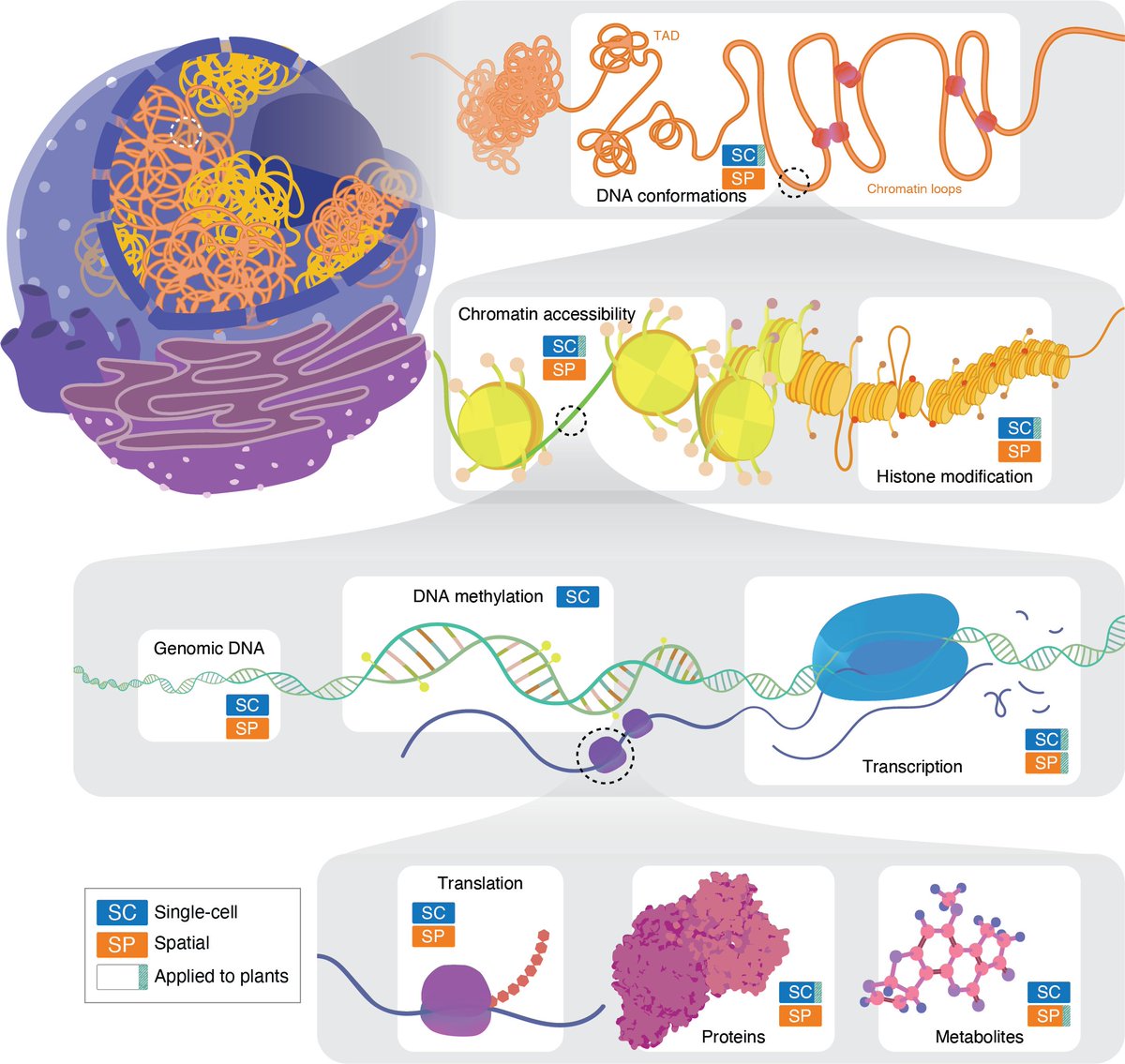 Single-cell and spatial omics technologies now span diverse molecular modalities—but only a subset have been adopted in plant research. There’s enormous untapped potential. [2/n]