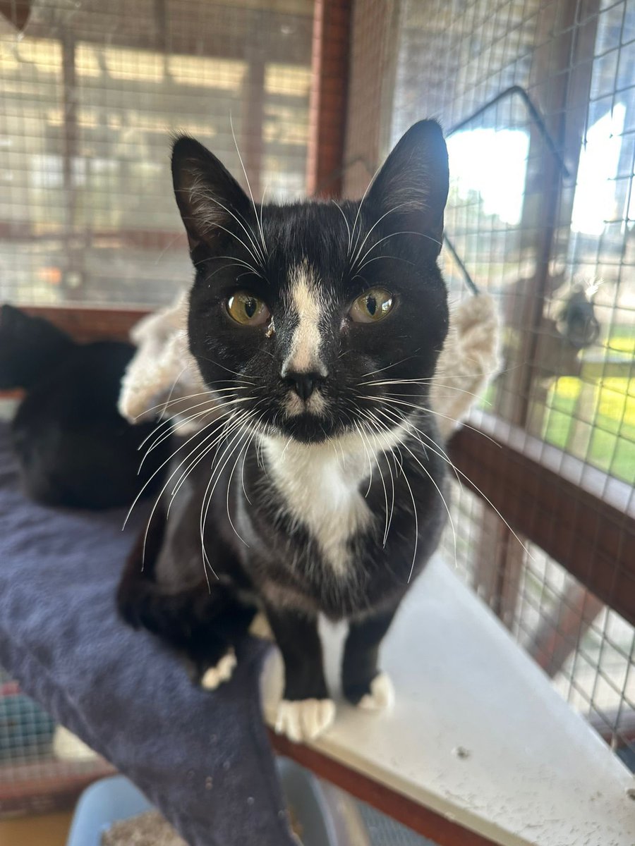 Axel (1 year old, black and white) &amp; Chunks (3 months old, tabby and white) are the  best of friends and are looking for a loving forever home together.Both boys are confident, used to children and other cats, and could adapt to living with a friendly dog.
cats.org.uk/cherwell#adopt…