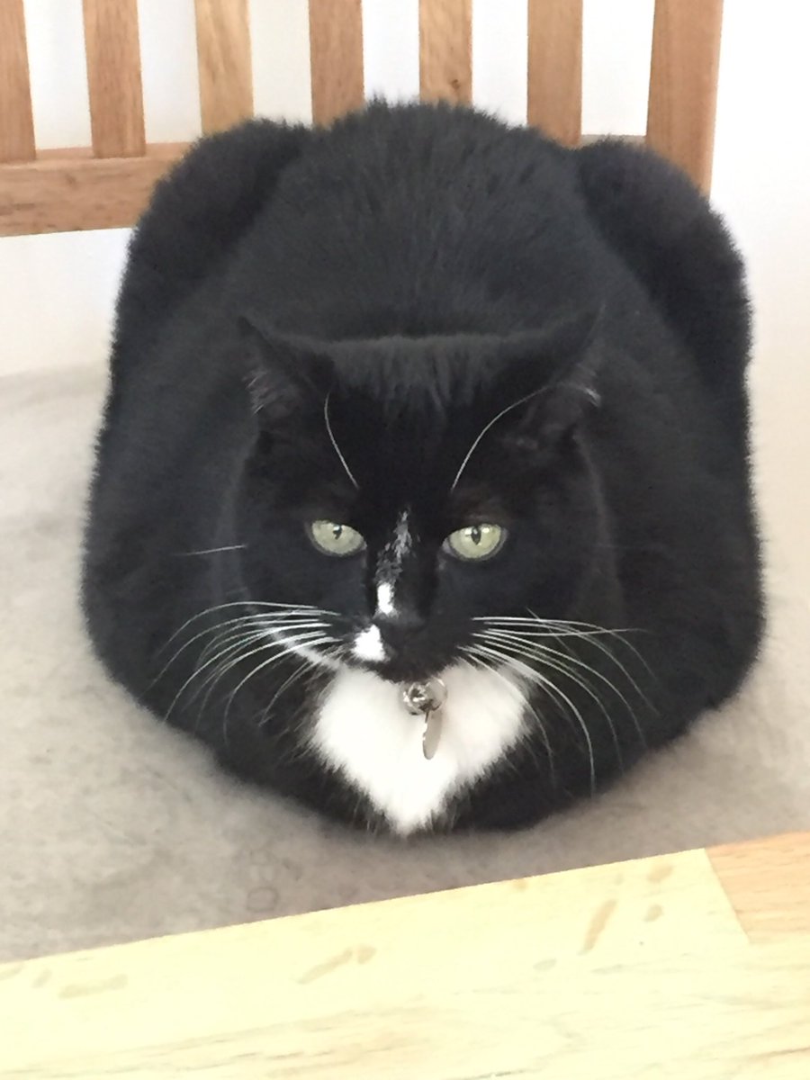 It’s #ThrowbackThursday and here’s our predecessor Rosie (<a href="/CiderGeordieCat/">Cider 🌈 the Geordie Cat</a> sisfur) with a purrfect #kittyloafmonday and #WhiskersWednesday combo.  Look at those wires.  She ruled the roost and had the bald 🧑‍🦲 one’s life #respect.  We hope we make mew and Cider proud Rosie 😽😽