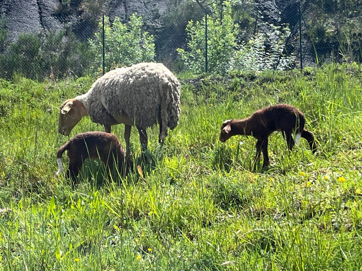 #ClinDoeil|| Au CS de Bédarieux les abeilles🐝sont hébergées dans des ruches que le SDIS de l’#Hérault a fournis &amp; les brebis du berger de Vailhan assurent la mission d'entretien des espaces verts du CS 
🟢Anecdote 2 agneaux sont nés après l'arrivée des brebis chez les #pompiers