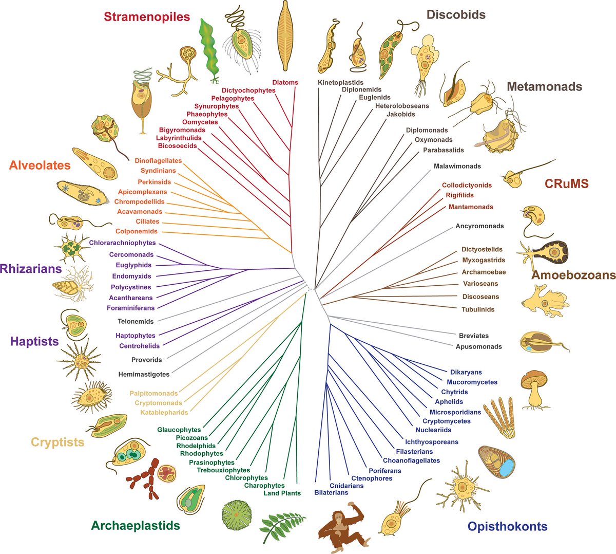 Institute of Evolutionary Biology (IBE) (@ibe_barcelona) on Twitter photo <a href="/UNBiodiversity/">UN Biodiversity</a> <a href="/UIBuniversitat/">Universitat de les Illes Balears - UIB</a> <a href="/the_prbb/">Biomedicina BCN</a> <a href="/fonamental/">Javier del Campo</a> <a href="/CSIC/">CSIC</a> <a href="/CSICCat/">CSIC en Catalunya</a> <a href="/Rosamygale/">Rosa Fernández</a> <a href="/UPFbiomed/">UPF Medicine and Life Sciences</a> <a href="/multicellgenome/">Iñaki Ruiz-Trillo</a> Speaking about protists🦠
Daniel Richter’s lab studies the most abundant ones due to their unknown, yet potentially crucial, role in the ocean trophic chain.
Protists make up much of plankton biomass, which they're growing & identifying for the 1️⃣st time.
shorturl.at/fsWxU <a href="/UNBiodiversity/">UN Biodiversity</a> <a href="/UIBuniversitat/">Universitat de les Illes Balears - UIB</a> <a href="/the_prbb/">Biomedicina BCN</a> <a href="/fonamental/">Javier del Campo</a> <a href="/CSIC/">CSIC</a> <a href="/CSICCat/">CSIC en Catalunya</a> <a href="/Rosamygale/">Rosa Fernández</a> <a href="/UPFbiomed/">UPF Medicine and Life Sciences</a> <a href="/multicellgenome/">Iñaki Ruiz-Trillo</a> Speaking about protists🦠
Daniel Richter’s lab studies the most abundant ones due to their unknown, yet potentially crucial, role in the ocean trophic chain.
Protists make up much of plankton biomass, which they're growing & identifying for the 1️⃣st time.
shorturl.at/fsWxU