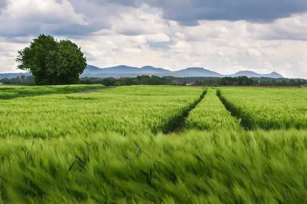 Global Plant Council (@globalplantgpc) on Twitter photo New analysis sheds light on specific genes found in all grasses globalplantcouncil.org/new-analysis-s… via <a href="/Rothamsted/">Rothamsted Research</a> #PlantScience #Science New analysis sheds light on specific genes found in all grasses globalplantcouncil.org/new-analysis-s… via <a href="/Rothamsted/">Rothamsted Research</a> #PlantScience #Science