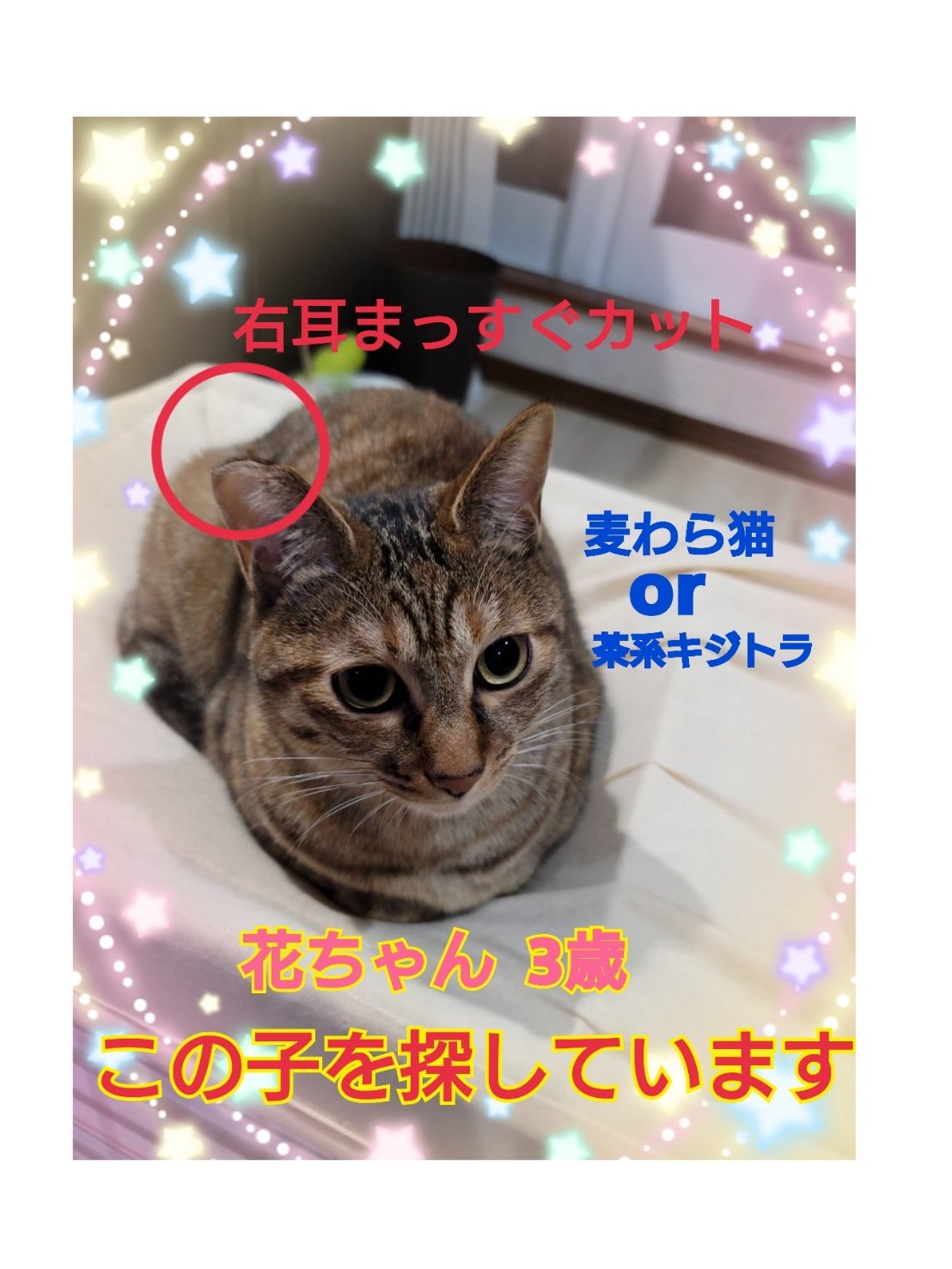 ねこみみベロア トラ猫（しっぽ付き）（ライトグレー） | LOVOT