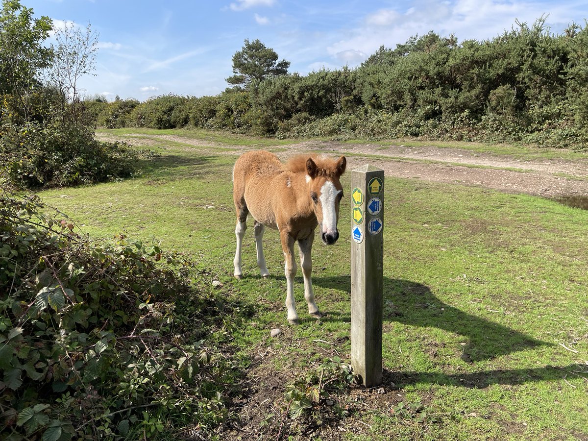 East Devon District Council (@eastdevon) on Twitter photo We're proud to support <a href="/SEDwildlife/">South East Devon Wildlife</a> and their care for countryside and wildlife. Share how you use local spaces in their visitor experience survey: …th-east-devon-wildlife.participatr.io
#SEDevonWildlifeSurvey #SouthEastDevon #DevonWildlife We're proud to support <a href="/SEDwildlife/">South East Devon Wildlife</a> and their care for countryside and wildlife. Share how you use local spaces in their visitor experience survey: …th-east-devon-wildlife.participatr.io
#SEDevonWildlifeSurvey #SouthEastDevon #DevonWildlife