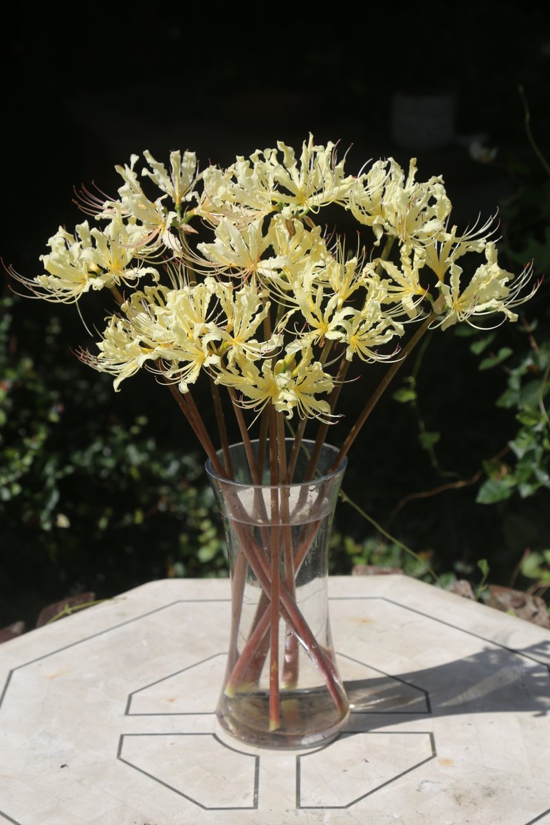 コレオプシス 黄色 10株 まとめ購入希望の方どうぞ♪ コレオプシス