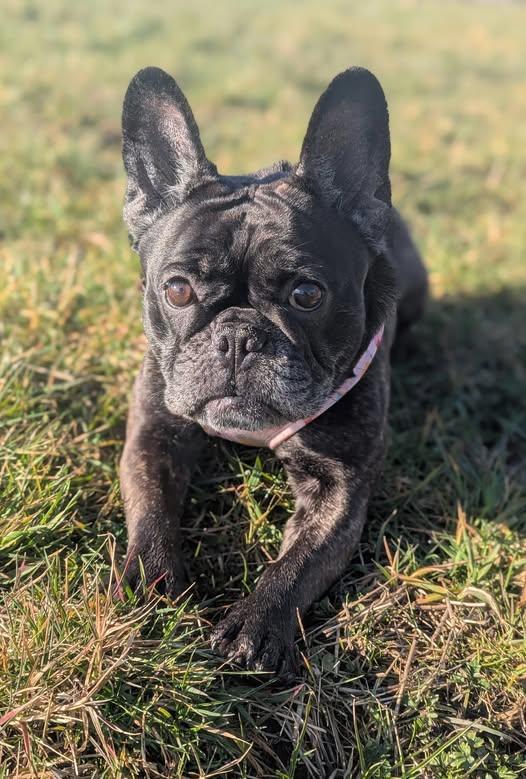 Please retweet to help Paris find a home #LANCASHIRE #UK 
Available for adoption, registered British Charity ✅
Details or apply below👇
bleakholt.org/lancashire-ani…
Hi my name is Paris I am lovely 7 year old Frenchie I am came to Bleakholt Animal Sanctuary as a unclaimed stray. I am