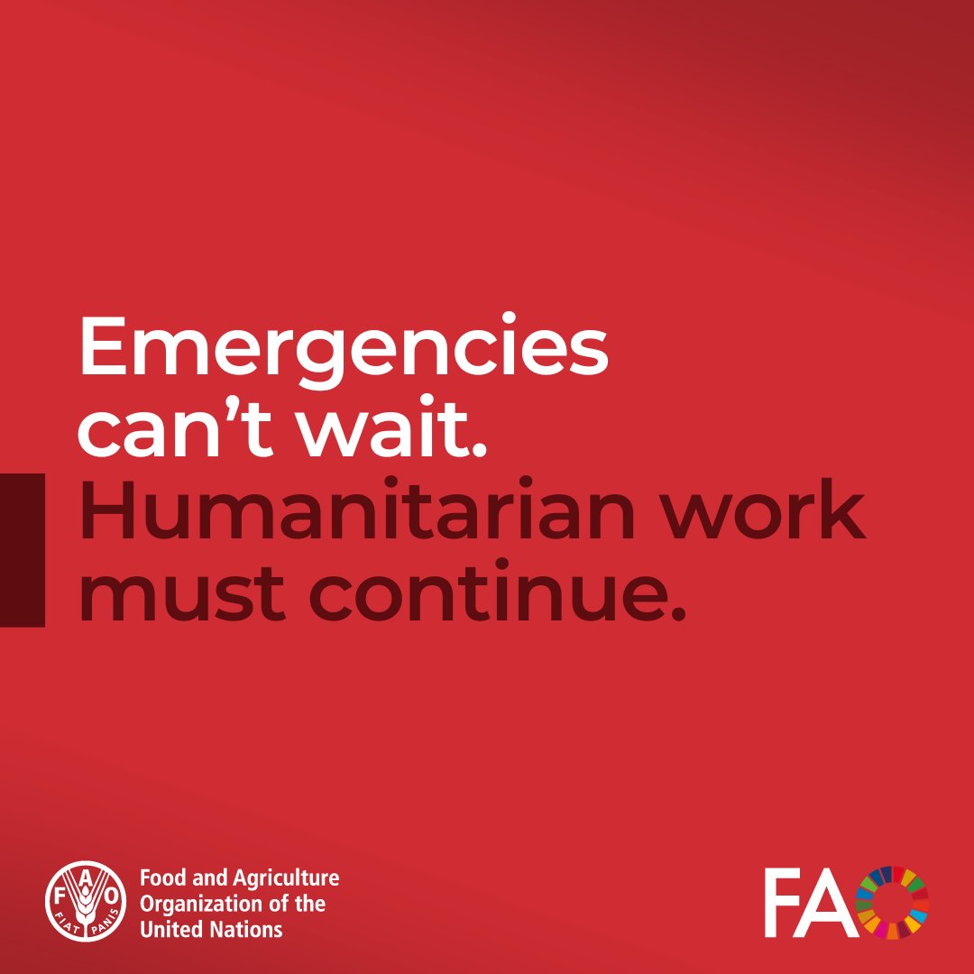 FAO in Emergencies (@faoemergencies) on Twitter photo In times of crisis, agriculture is a lifeline.
<a href="/FAO/">Food and Agriculture Organization</a>'s work can't stop.
With humanitarian funding shrinking, investing in agriculture is more urgent than ever to
🔸save lives,
🔸protect livelihoods, and
🔸fight hunger.
bit.ly/3laWfbw
#EmergenciesCantWait In times of crisis, agriculture is a lifeline.
<a href="/FAO/">Food and Agriculture Organization</a>'s work can't stop.
With humanitarian funding shrinking, investing in agriculture is more urgent than ever to
🔸save lives,
🔸protect livelihoods, and
🔸fight hunger.
bit.ly/3laWfbw
#EmergenciesCantWait