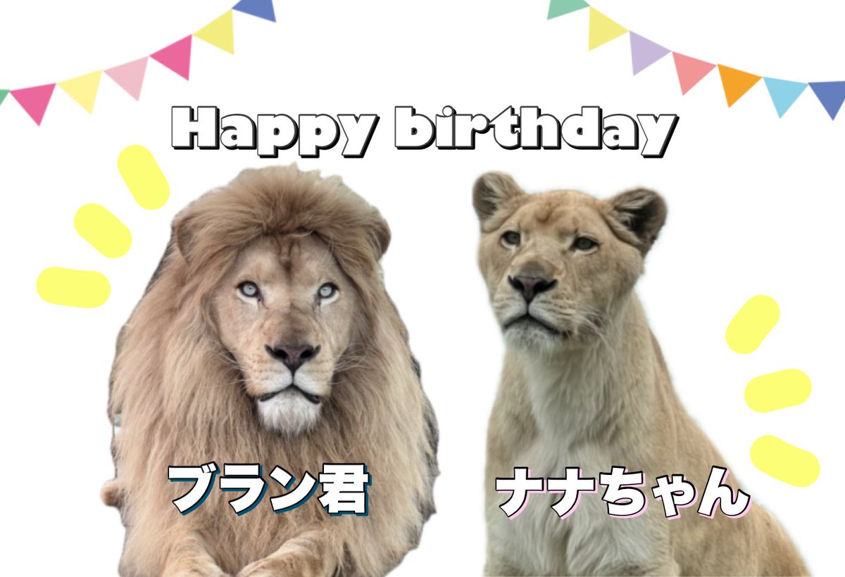 今日はブラン君・ナナちゃんの誕生日🎊
8歳になりました〜🦁✨

#姫セン　#ホワイトライオン
