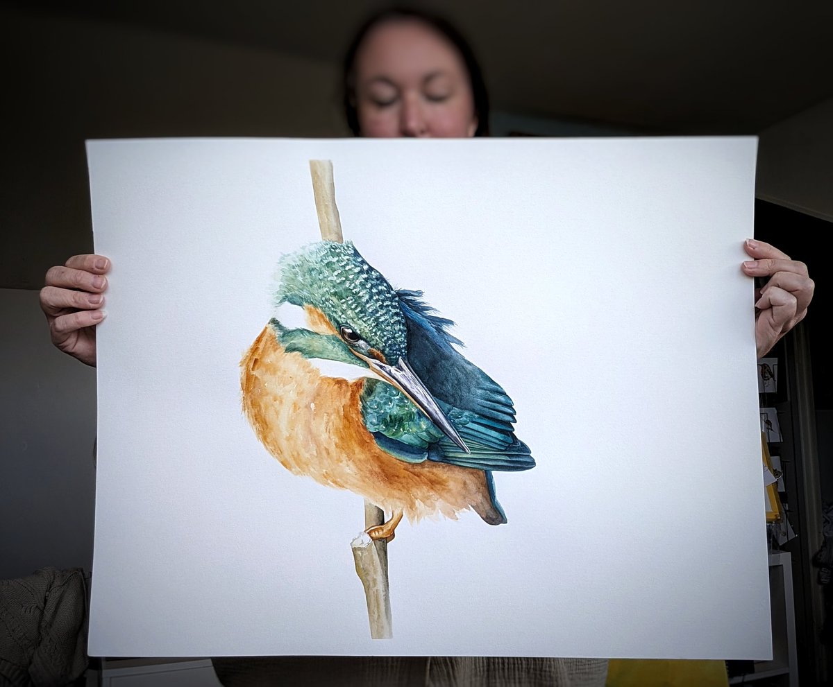 Dit weekend een grote shop-update met veel nieuw werk! 

(En natuurlijk veel ijsvogels, waaronder deze zonnige same)