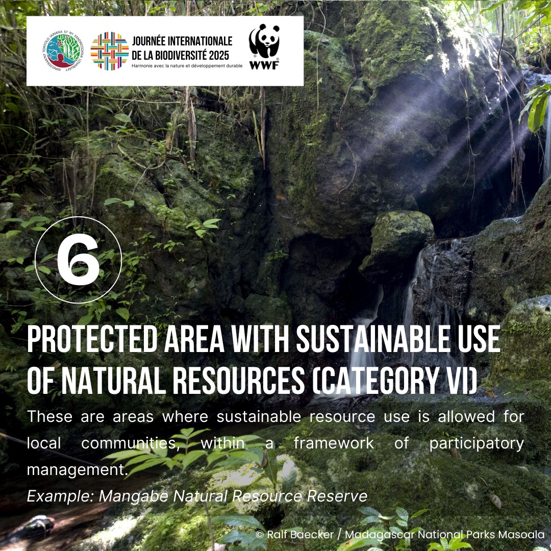 WWF Madagascar (@wwf_mada) on Twitter photo 2/2 Deep dive on Protected Areas categories in Madagascar 🇲🇬 for this #BiodiversityDay 
Share with us other PA you know and want to visit. Tell us why 👇👇 2/2 Deep dive on Protected Areas categories in Madagascar 🇲🇬 for this #BiodiversityDay 
Share with us other PA you know and want to visit. Tell us why 👇👇