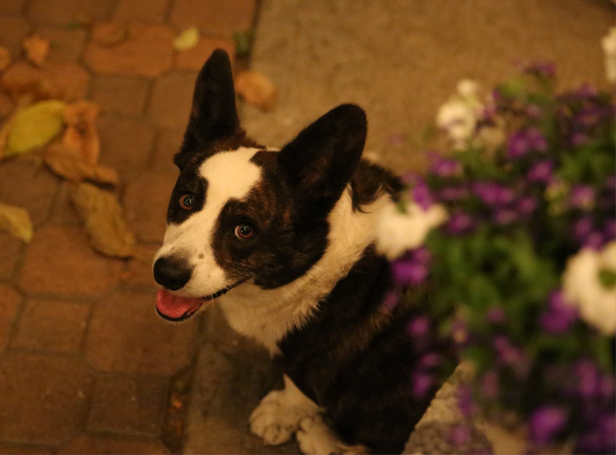 CardiganTaco's tweet photo. Taco says hello https://t.co/5kxBqMgDty