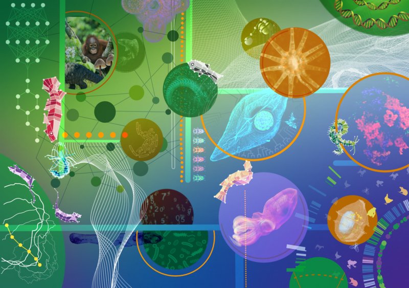 Today is #BiodiversityDay 🌍

At EMBL, we explore life in context, advancing scientific understanding of ecosystems and addressing major global challenges to preserve biodiversity for the benefit of future generations.

Learn more here: embl.org/topics/biodive…
