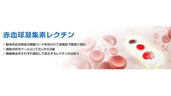 東京化成工業の注目製品】赤血球凝集素 レクチン 細胞の凝集や、多糖類