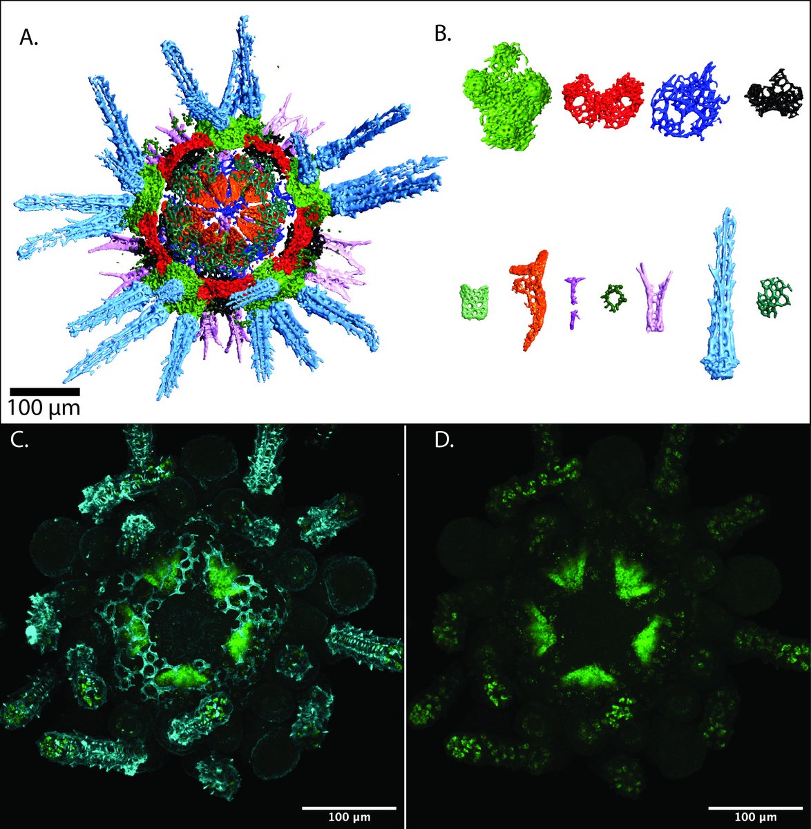 Jeffrey R Thompson (@echinerd) on Twitter photo Interested in skeletal development? Biomineralization? Invertebrate body plans? Imaging? Then this three year postdoc <a href="/sotonbiosci/">Biological Sciences</a> is for you! There are still ~2 weeks left to apply. Details are here: jobs.soton.ac.uk/Vacancy.aspx?r… and please reach out to me if you're interested! Interested in skeletal development? Biomineralization? Invertebrate body plans? Imaging? Then this three year postdoc <a href="/sotonbiosci/">Biological Sciences</a> is for you! There are still ~2 weeks left to apply. Details are here: jobs.soton.ac.uk/Vacancy.aspx?r… and please reach out to me if you're interested!