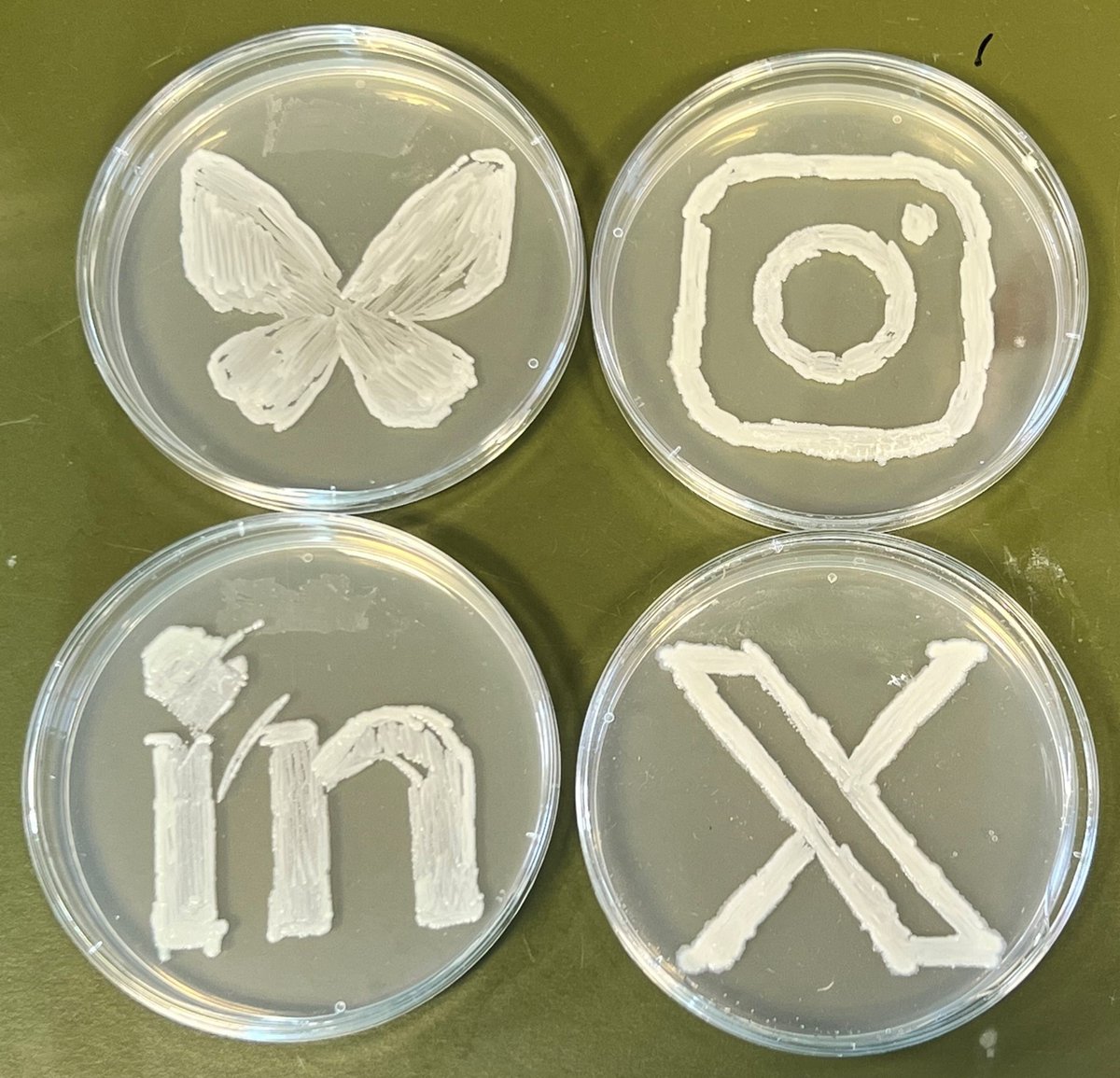 BCCM Collections (@bccmcollections) on Twitter photo The BCCM collections safeguard the microbial biodiversity!
Do you want to know more about our services and activities? 
bccm.belspo.be
You can also find us on Bluesky!
#BiodiversityDay #microbiology The BCCM collections safeguard the microbial biodiversity!
Do you want to know more about our services and activities? 
bccm.belspo.be
You can also find us on Bluesky!
#BiodiversityDay #microbiology