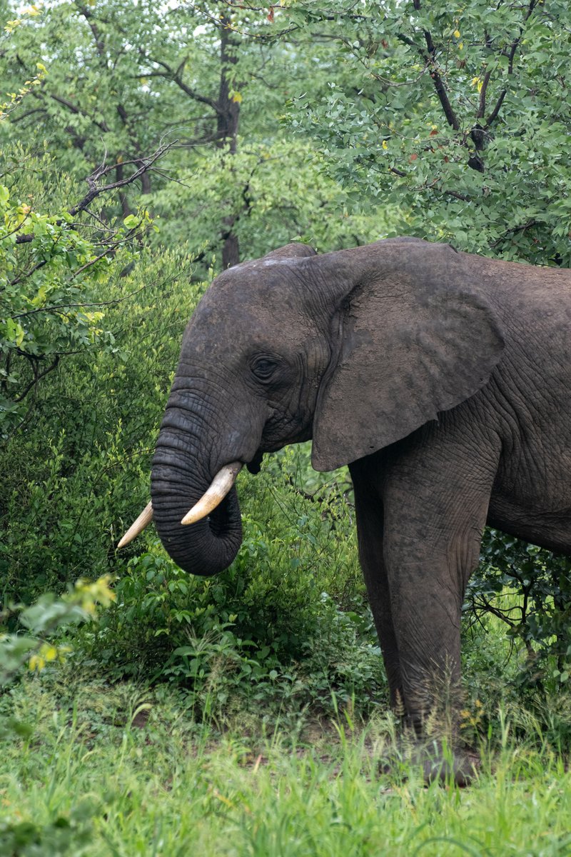 🐘 Conservation efforts in Malawi are still held back by a lack of data on many threatened and endangered species – that's why our biodiversity research is focused on closing these knowledge gaps.

🐾 Celebrate #BiodiversityDay by volunteering with us ➡️ lilongwewildlife.org/volunteer