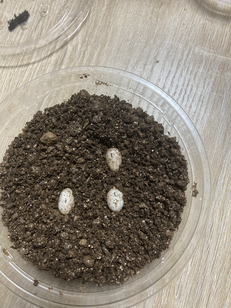 BassYASU5569's tweet photo. クレンメリーカベカナヘビ

今年は特に増やす気が無かったから
冬眠してないしあんまり温度も下げて無い
下がっても16くらいか？

普通に産んだな卵🥚
ペアの相性良ければ割と普通に飼っても増えるのか？🧐 https://t.co/YgwjfIh5ID
