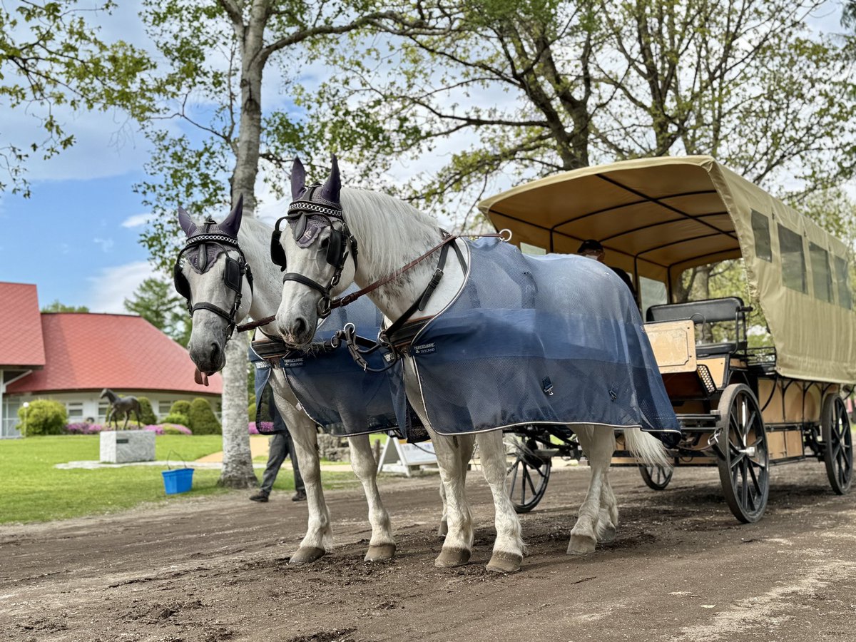 chiikawa_opan's tweet image. ノーザンホースパーク
乗らせてもらった馬車馬たち
2頭とも牝馬ちゃん
ありがとう🥰
#ノーザンホースパーク
#馬車