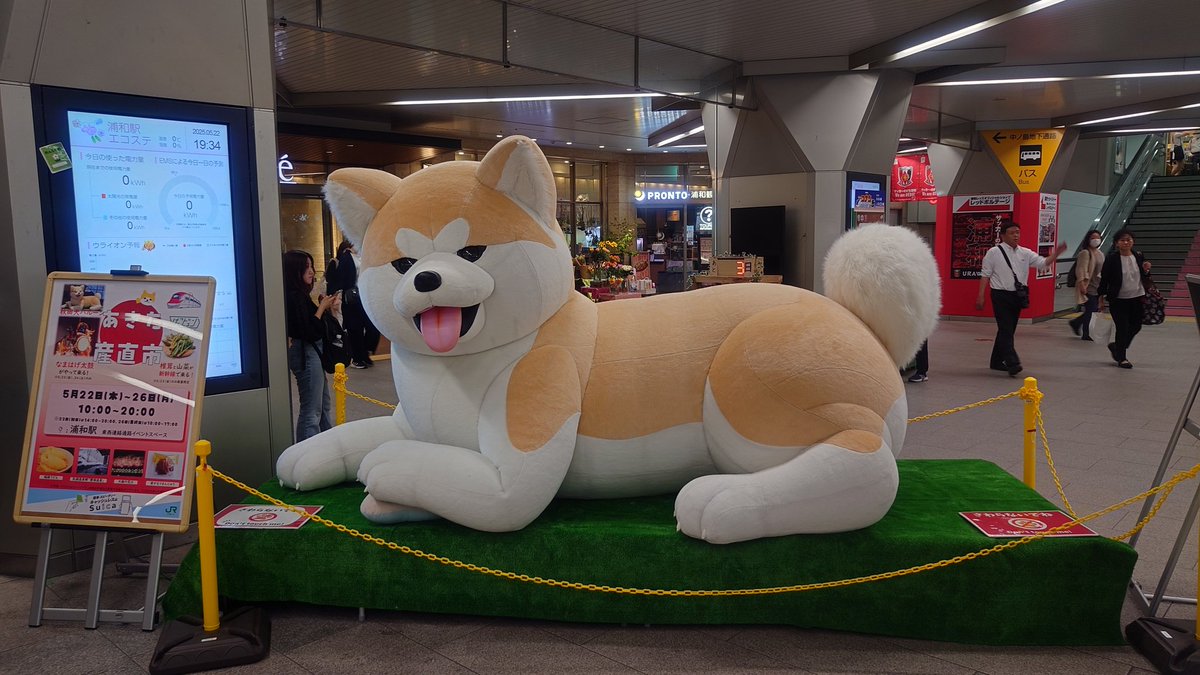犬 大型犬向け】iLLO TENTEN BLACKショートリード MAX | pawpawmall