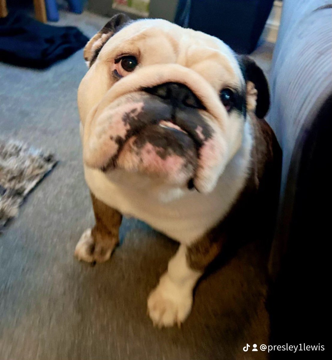 Sad day I have lost two of my dog friends in the #USA rest in peace my friends 🙏❤️🙏 Nugget and Siobhan #ZSHQ #love #Bulldog #NYYankees #TJ5. #like #follow #new #pets #cats #dogs #fun #dogsoftwitter #CatsOfTwitter #sun #May