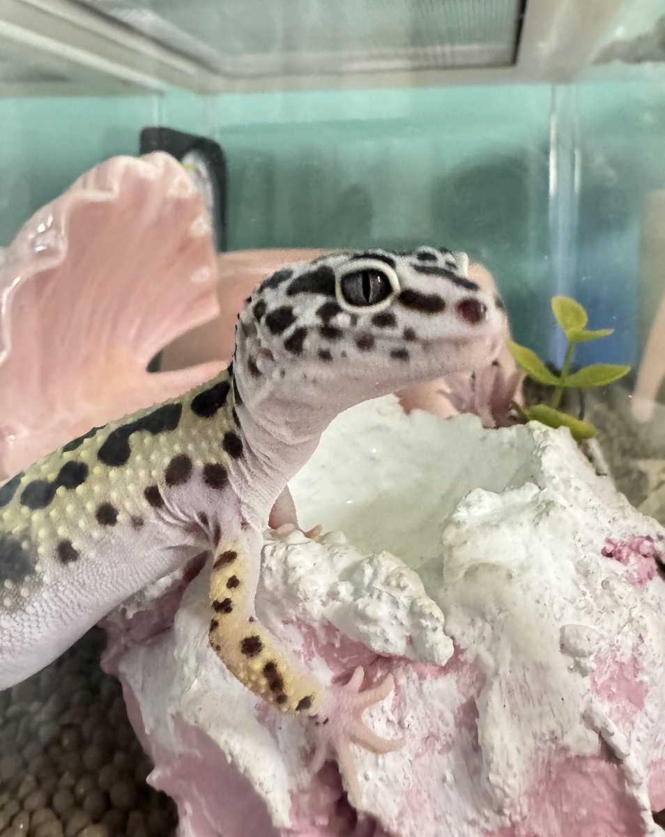 かわいい💕

#レオパ
