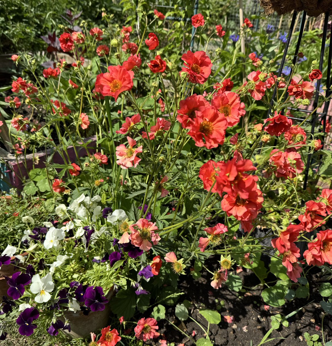 An explosion of Geums after returning from Chelsea 🧡❤️💚

#GardeningX #GardeningTwitter