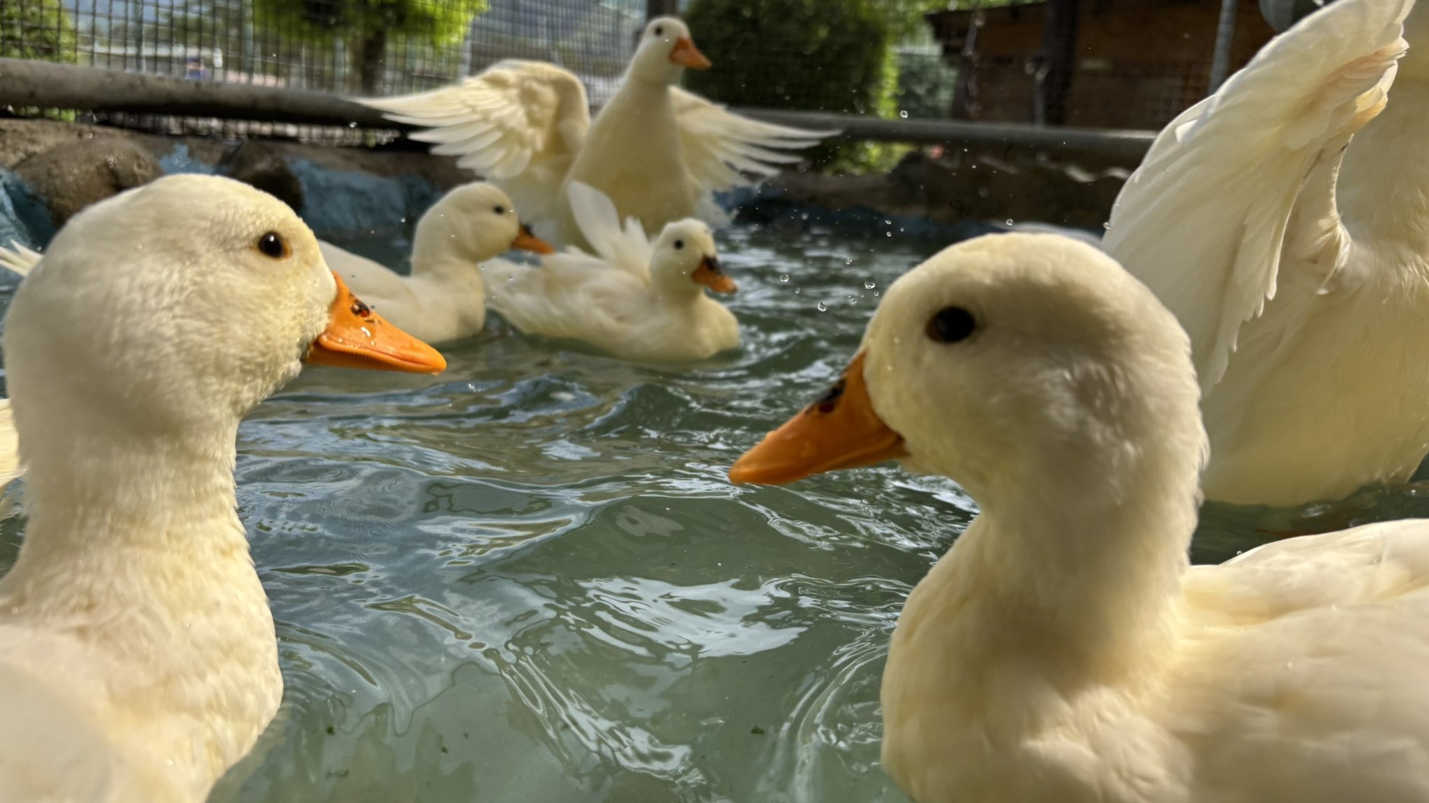 須坂市動物園【公式】 on X: 