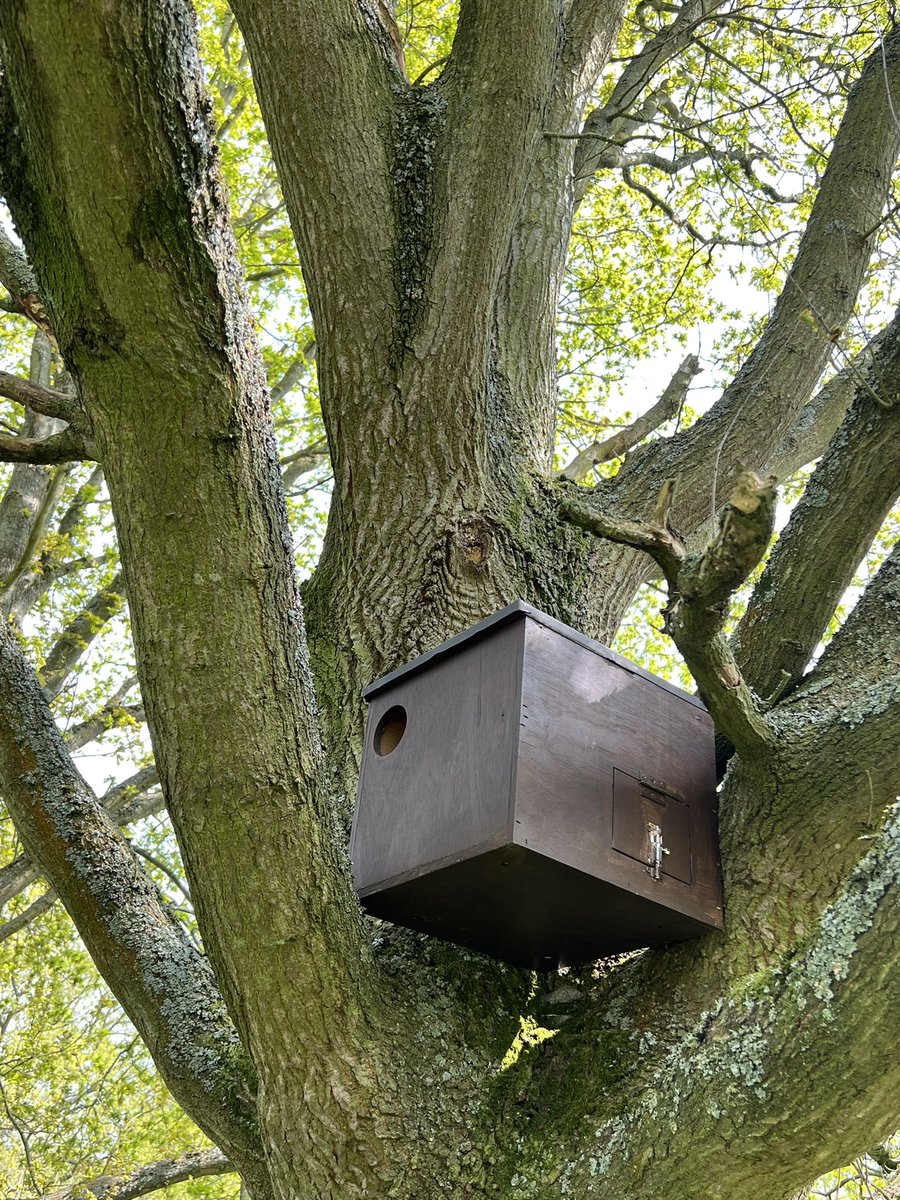 Pensthorpe's tweet photo. Busy building for birds πͺπ¨
The Reserve Team have been adding to our list of bird boxes (over 120!) with three new Little Owl & three small-hole nestboxes now out on site.
#WardensAtWork #BirdBoxes https://t.co/yMZTjCJM4S