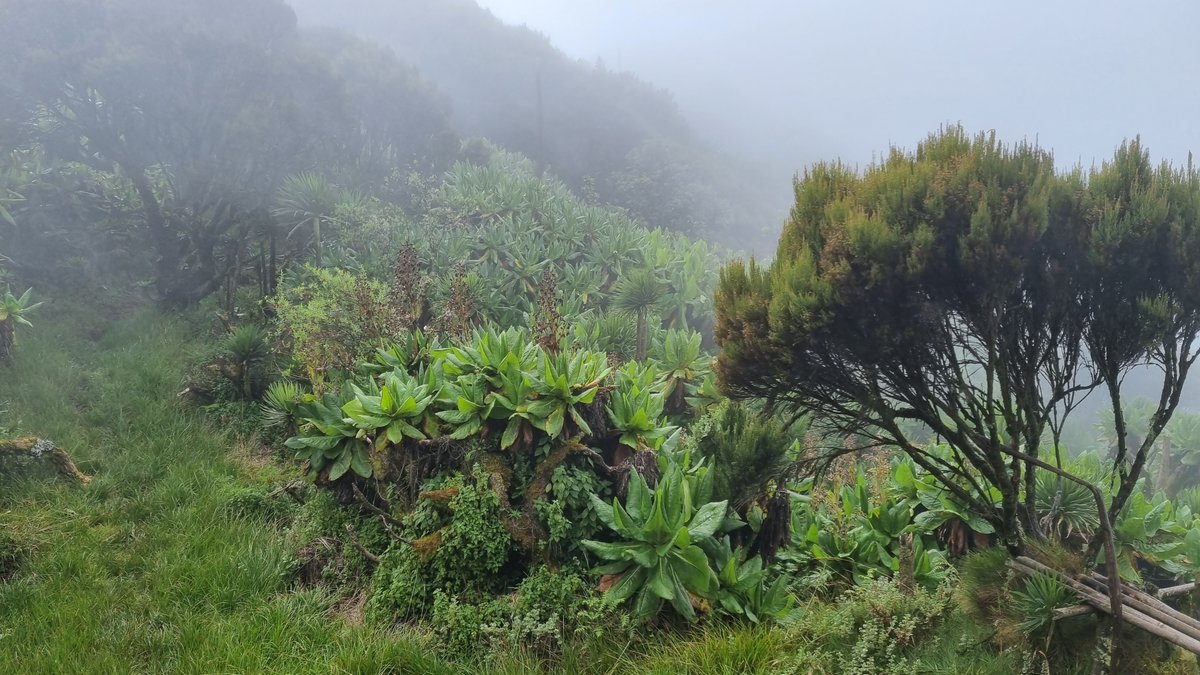 That morning mist has a magic all its own🪄🏔️ #VirungaMountains #Virunga3PeakChallenge