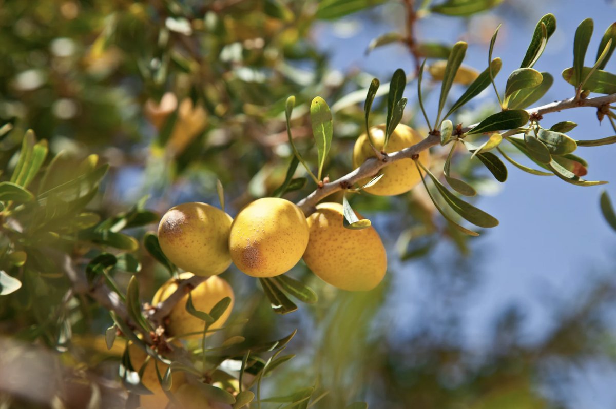 UNDP Arab States (@undparabstates) on Twitter photo The Argan tree represents a vital economic resource for many households. On #BiodiversityDay, learn how <a href="/PNUDMaroc/">PNUD Maroc</a> is working in collaboration with the Government to promote sustainable agricultural practices & preserve the biodiversity of argan ecosystems tinyurl.com/3n7whjav The Argan tree represents a vital economic resource for many households. On #BiodiversityDay, learn how <a href="/PNUDMaroc/">PNUD Maroc</a> is working in collaboration with the Government to promote sustainable agricultural practices & preserve the biodiversity of argan ecosystems tinyurl.com/3n7whjav