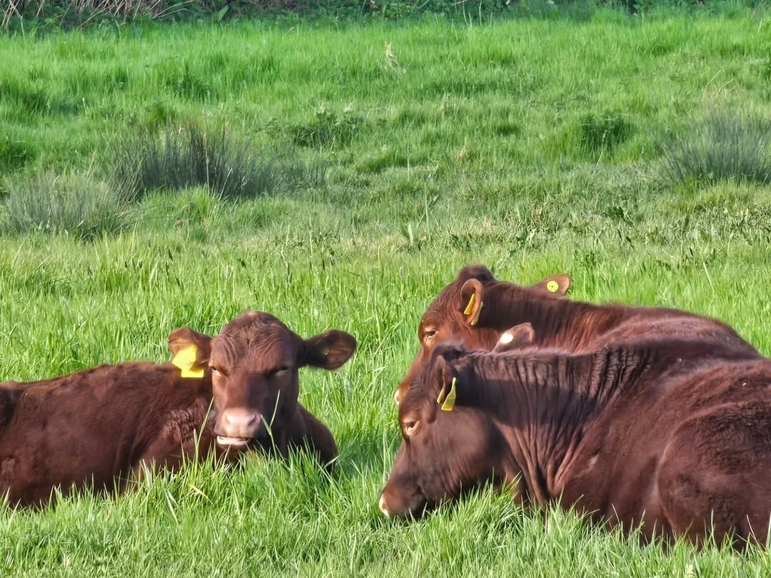 The cows are back out in the park! You can catch a glimpse of the cuties at Walthamstow Marshes and in River Lee Country Park 🐮 
📷 walthamstowranger on Instagram