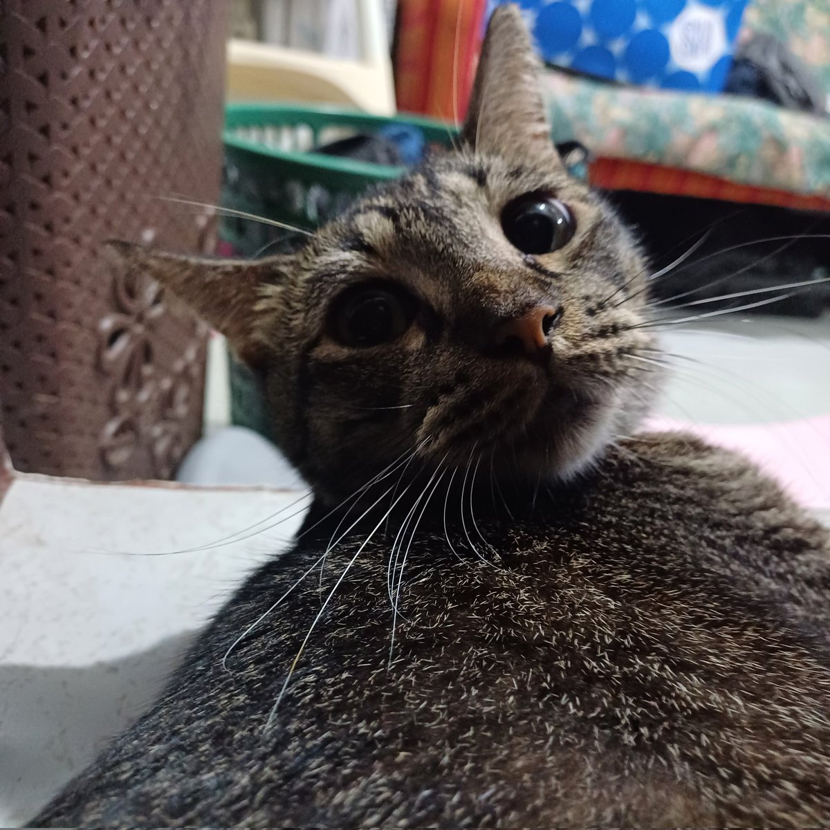 ncstalgiia's tweet photo. HAPPY 3 YEARS MIKO 😭😭😭😭😭😭😭😭😭😭😭😭😭 https://t.co/RI16iepmH4