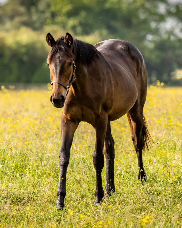 AgaKhanStuds's tweet photo. ๐ฅ Winners in ๐ซ๐ท and ๐จ๐ฎ yesterday! ๐ข๐ด
#Zaydann (left) broke his maiden @HippoCompiegne by 3 lengths. This Dubawi colt is out of #Siyouni's Stakes winning daughter #Zaykava.
#Deressa (right) won her second race @GowranPark1. She is by #Zarak out of Stakes performer #Deremah. https://t.co/tSfakSiDpn
