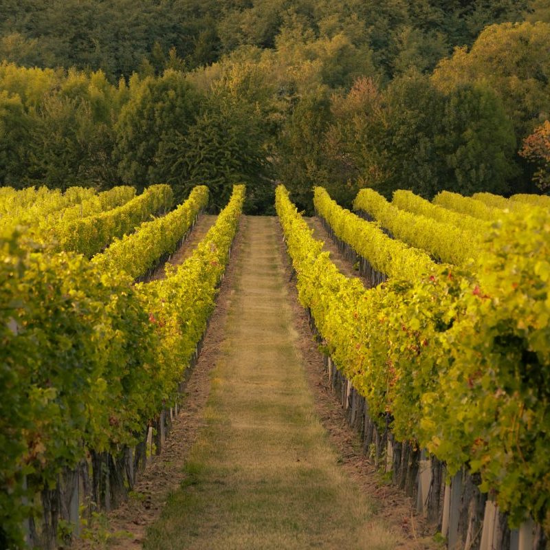 Can vineyards support both #Biodiversity and production? 🍇

The answer is yes, especially when organic farming is paired with regenerative practices, such as less tilling or mowing. 

Find out more ⬇️
environment.ec.europa.eu/news/biodivers…

#SfEP #BiodiversityDay